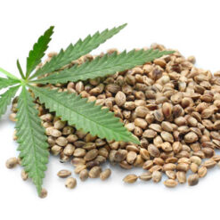 Cannabis Seeds