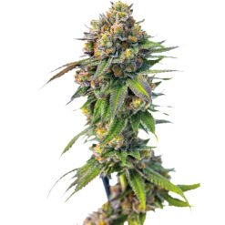 Deva Wedding Cake x Triple OG