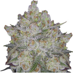 Deva Lambs Breath x 49