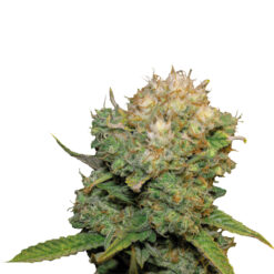 Deva White Widow